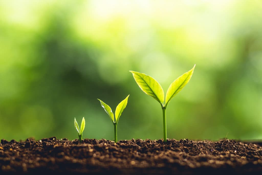 plants sprouting from the ground